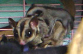 �������ƂR�O��