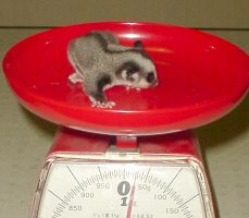 �W���P�T��