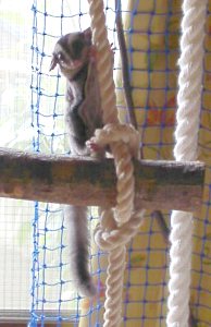 �~���̂͂܂��c