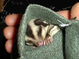 �|�P�b�g�ŐQ��