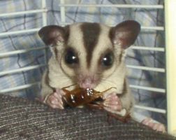 ���߂ẴR�I���M�c